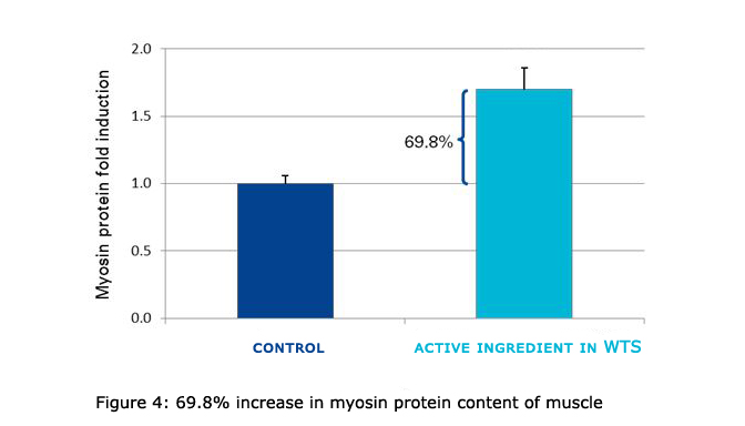 Figure 4 INCREASED MUSCLE PROTEIN CONTENT