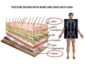 Skin is Part of Posture